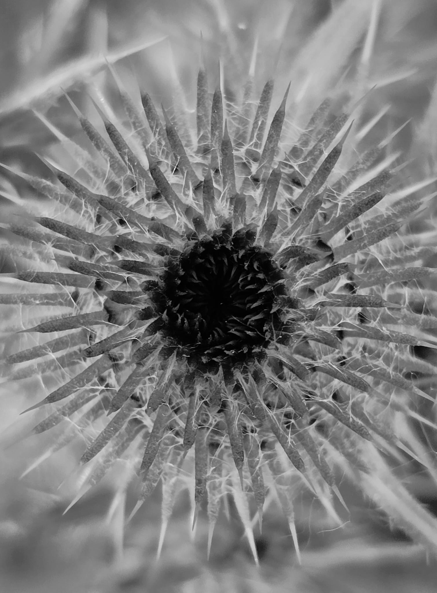 Epops Photo, Natuurdetail