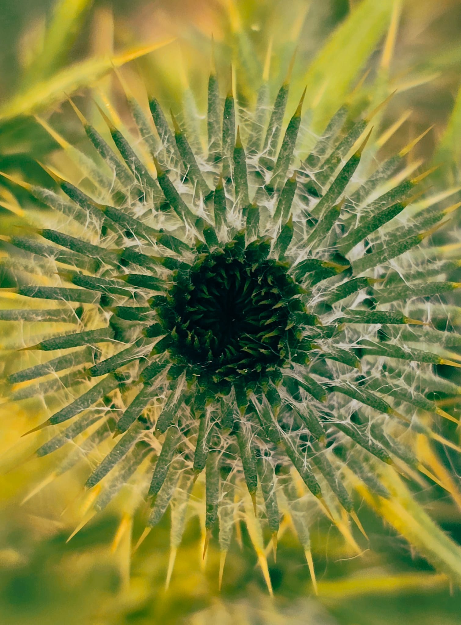 Epops Photo, Natuurdetail