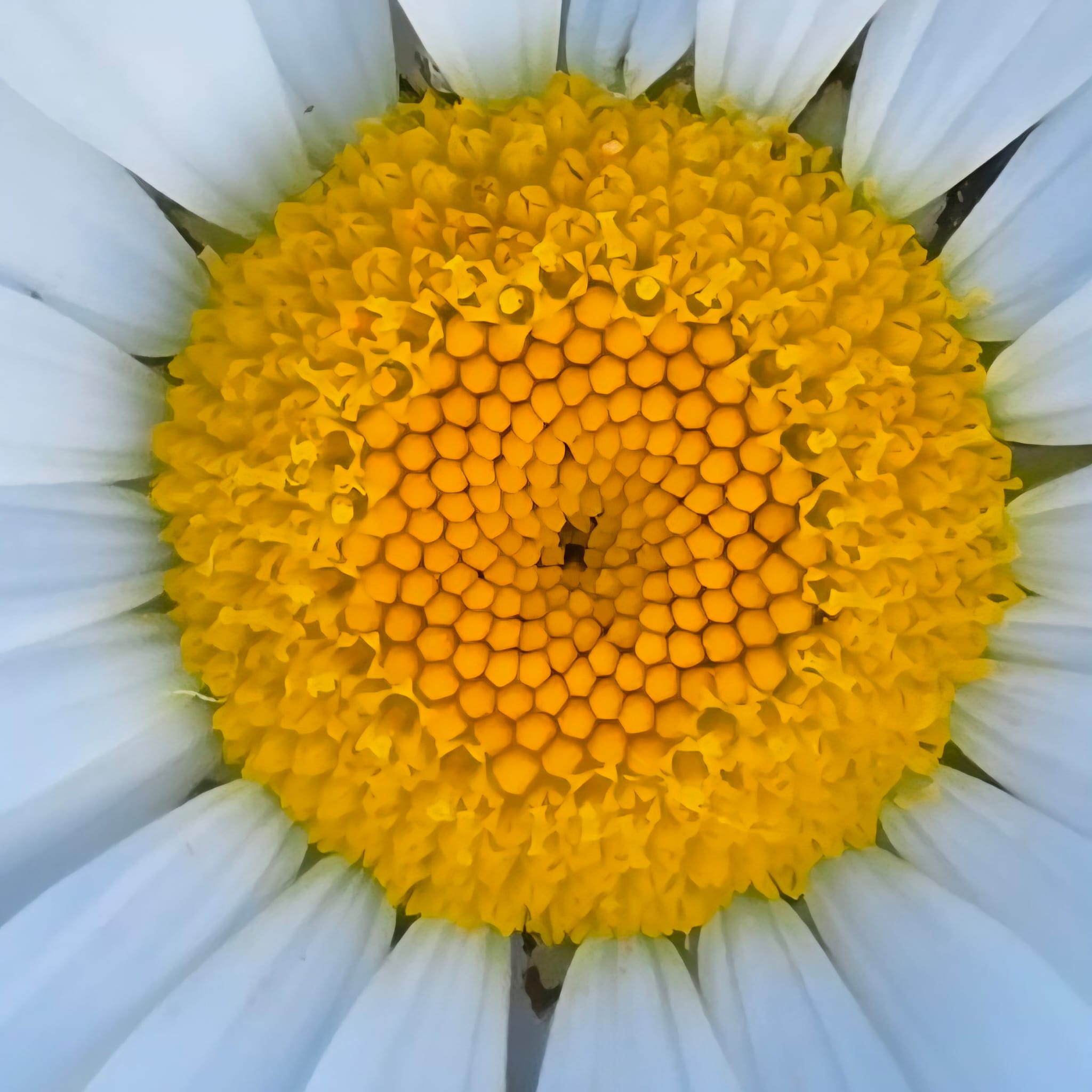Epops Photo, Natuurdetail