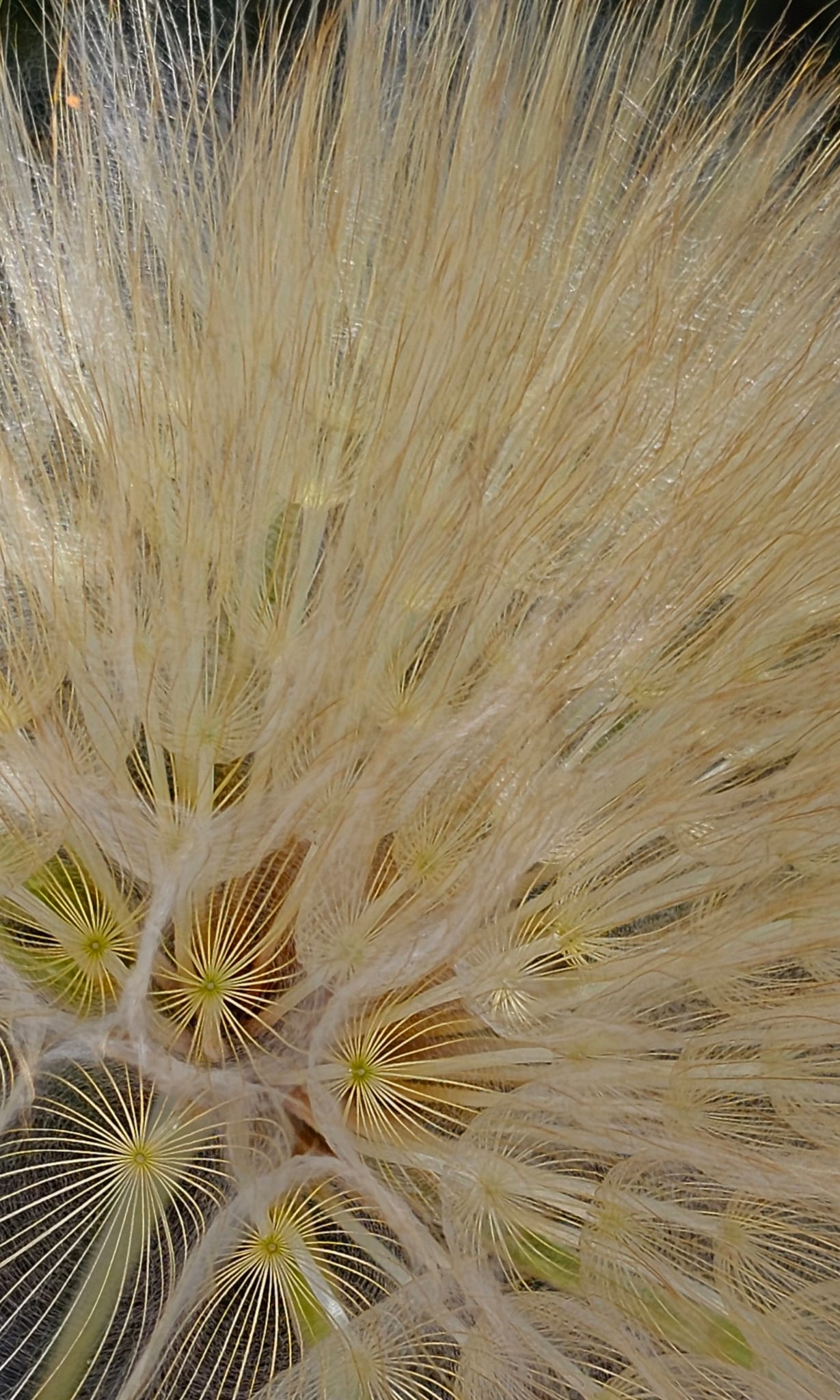 Epops Photo, Zacht detail