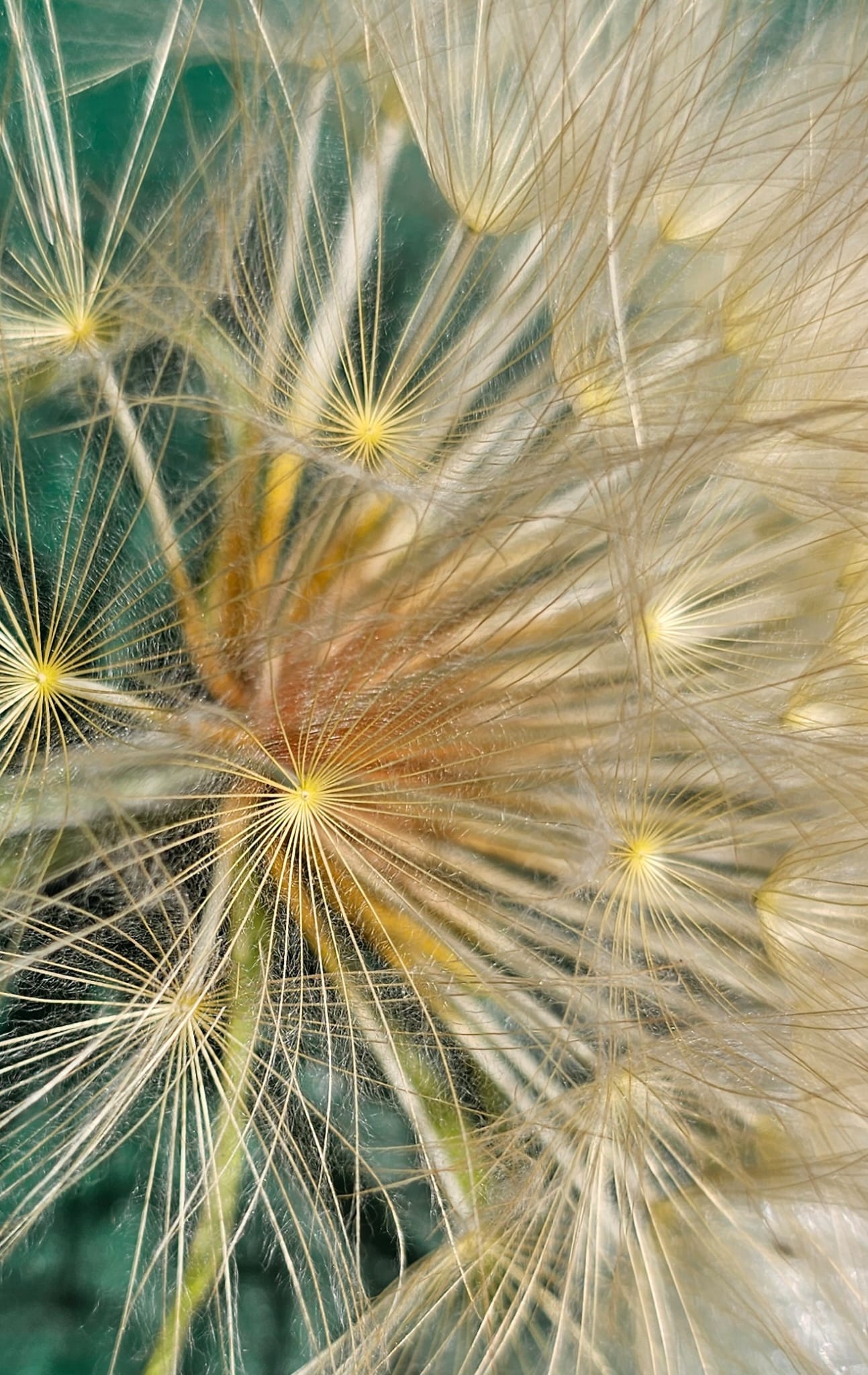 Natuurdetail van Epops Photo